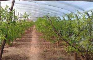 大棚桃树种植管理技术