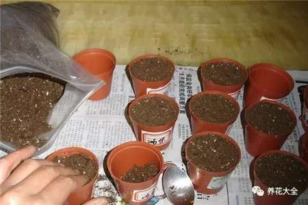准备土壤与育苗盒