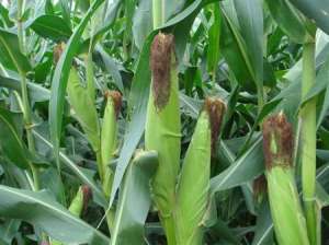 有什么影响夏玉米高产？