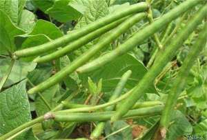 绿豆种植技术之施肥要点