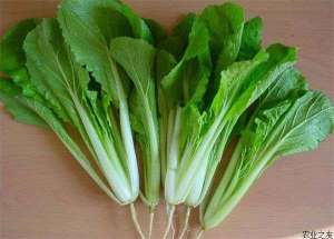 小白菜—南瓜—菜豆栽培模式