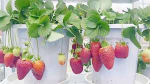 盆栽草莓怎么施肥
