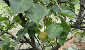 什么药剂能控制梨树新梢徒长？