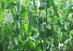 豌豆潜叶蝇的防治法