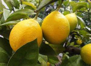 柠檬种植技术