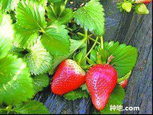 春季草莓要如何管理？