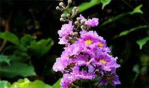 紫薇栽培繁殖方法