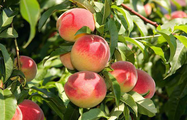桃树苗价格及种植方法