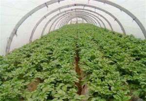 早春大棚土豆种植技术
