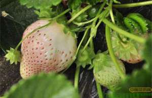 小白草莓的栽培种植技术