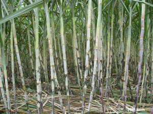 甘蔗种植有什么技术能增加糖份