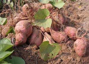 红薯种植技术之软腐病的防治