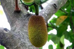 菠萝蜜的繁殖方法