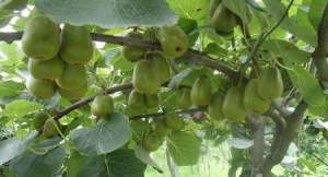 猕猴桃种植技术：夏季猕猴桃怎么管理？