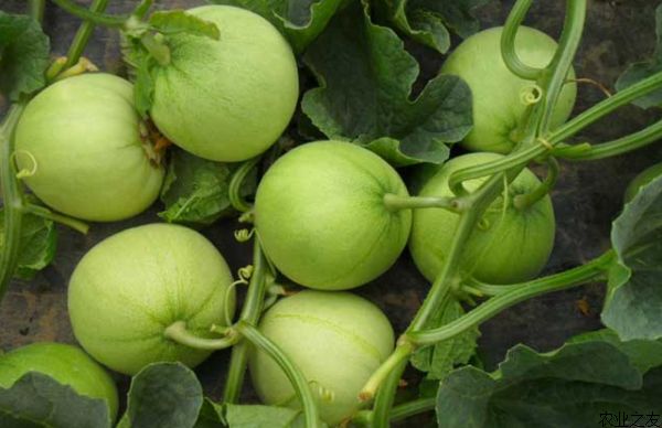 香瓜种植技术：着色不良及甜度不佳的原因