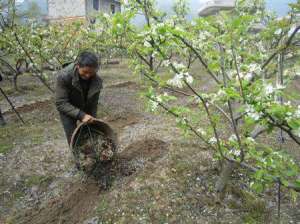 梨树种植：种植梨树怎么施肥好？
