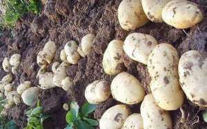 土豆种植苗期管理技术