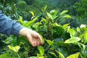 白茶种植技术