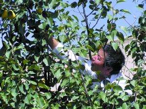 梨树种植：梨树夏季要注意什么？