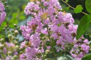 冬季紫薇种植病虫害防治