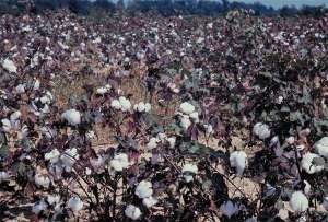 棉花种植技术之苗期病虫害防治