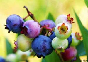 新鲜蓝莓如何保存