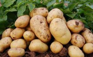 大棚土豆种植方法
