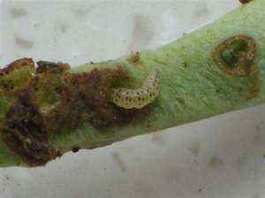 豆角种植：豆角怎样防治钻心虫？