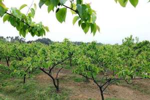浙江丽水：梨树套种栽培 培育优质石斛