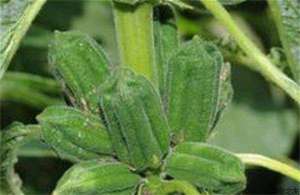芝麻种植技术之蚜虫病害的防治