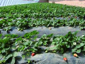 草莓生产施肥及使用的肥料