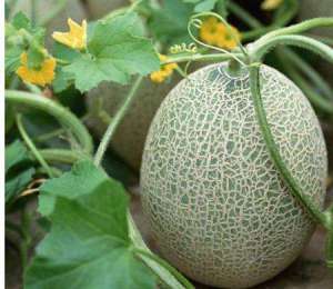 贮冠哈密瓜哪里适合种，怎么种植好？