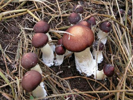 大球盖菇栽培技术视频图片