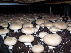 褐蘑菇优质高产栽培技术