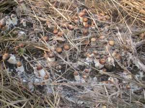 大球盖菇种植：大球盖菇发菌期对温度、湿度有什么要求？