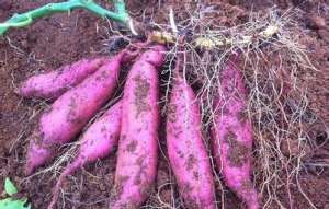 红薯种植：秋红薯怎么种植好？