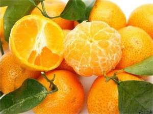 橘子矮化密植早结栽培技术