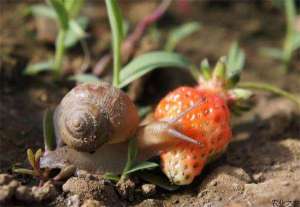 温室草莓蜗牛的防治方法