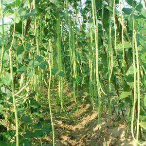 关于长豆角的栽培和管理