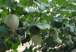 哈密瓜种植之常见虫害防治