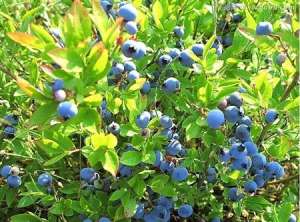 栽培蓝莓需要注意什么？