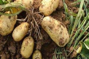 土豆晚疫病防治方法