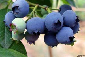 蓝莓真菌性病害如何防治