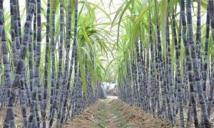 甘蔗种植技术之下种栽培