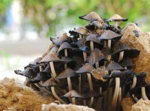 大球盖菇种植：种植大球盖菇怎么防鬼伞？