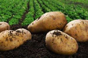 早春地膜土豆种植技术