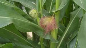 种植夏玉米中后期怎么管理好？