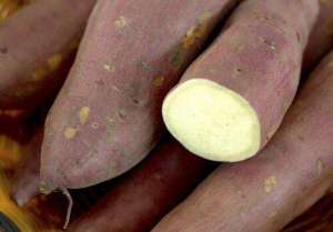 红薯发芽能吃吗有毒吗 地瓜发芽了怎么种盆栽