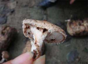 香菇种植需防治哪些害虫
