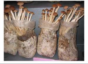 茶树菇种植：哪些情况会影响茶树菇产量？